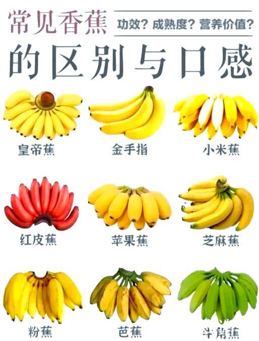 深入探索香蕉视频一区的独特魅力与功能 深入探索香蕉视频一区的独特魅力与功能