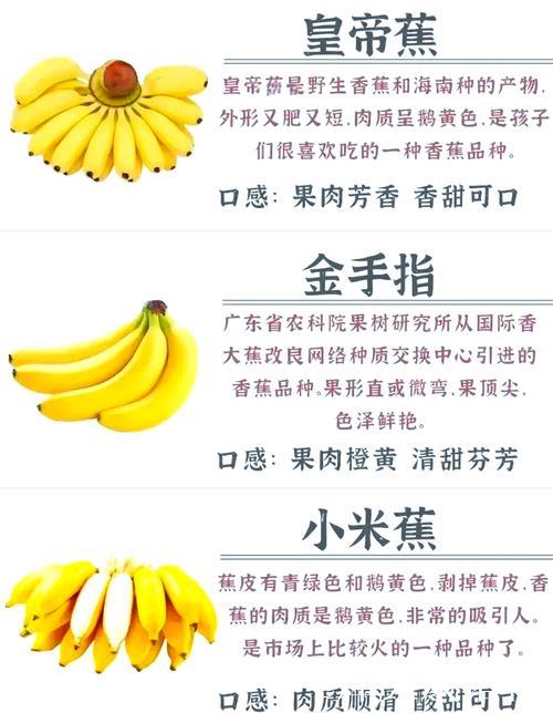 深入探索香蕉视频一区的独特魅力与功能 深入探索香蕉视频一区的独特魅力与功能